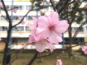 中大傳動 CUHK eMotion