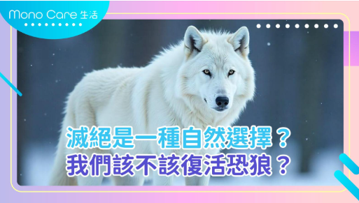 一隻白色北極狼站在雪地中，背景為模糊的森林景象。圖片上方為「Mono Care 生活」品牌標誌，中央以藍紫色字體寫有文字：「滅絕是一種自然選擇？我們該不該復活恐狼？」整體設計配以漸變色邊框與點綴圖案，呈現出科普與討論性質的視覺風格。