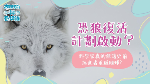 一頭灰白色毛髮的狼站在雪地上，雙眼銳利地怒視前方，展現出警覺與威嚴的氣息，背景為模糊的冬季森林景象。