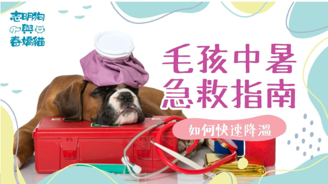 圖爲一直深褐色的狗，下巴頂著一個紅色的急救箱，頭上頂著一個粉色的退熱袋，旁邊還擺放著紅色的聽筒和一些急救用品