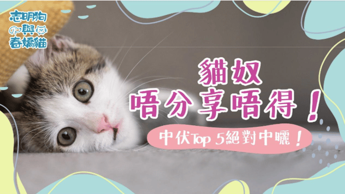 圖片為淺棕色的背景，圖裏有一隻淺棕色和白色毛髮的小貓，歪著頭對著鏡頭裝萌