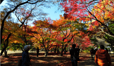 東京紅葉景點 新宿御苑