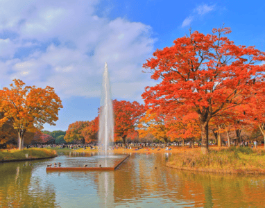 東京紅葉景點 代代木公園