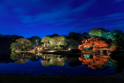 東京紅葉 六義園 紅葉夜燈會