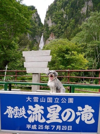 Pet