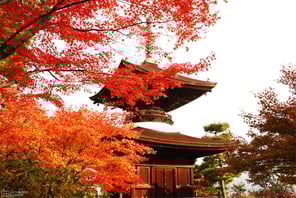 京都 常寂光寺