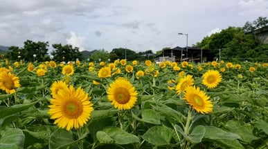 信芯園太陽花