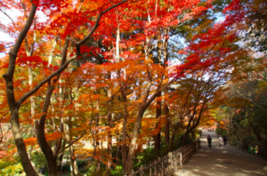 2018愛知縣名古屋紅葉預測