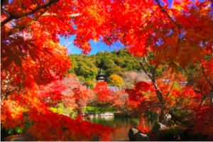 2018京都紅葉景點推介