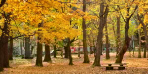 2018北海道神宮 圓山公園紅葉情報