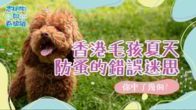 香港毛孩夏天防蚤的錯誤迷思，你中了幾個？