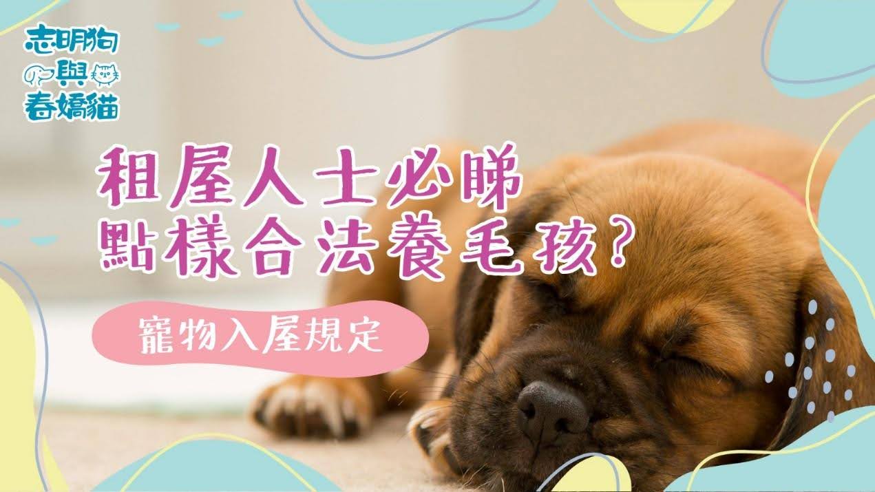 租屋人士必睇，了解如何合法養寵物及避開租約陷阱，讓毛孩安心入住。