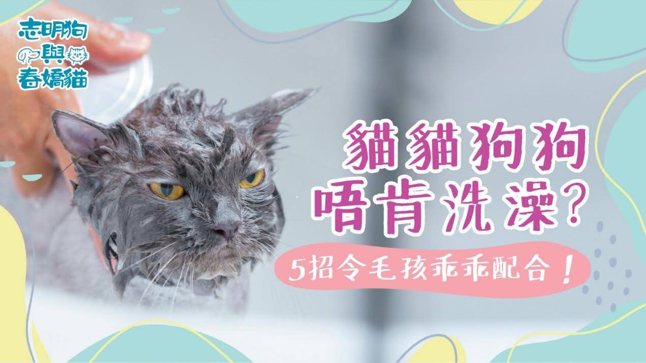 貓貓狗狗唔肯沖涼?5招令毛孩乖乖配合!