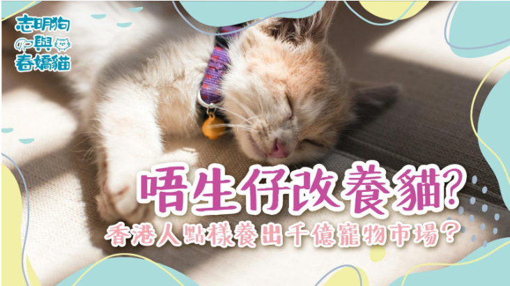 一隻橘白色的貓咪，頸項挂著一個紫色鈴鐺躺著睡覺