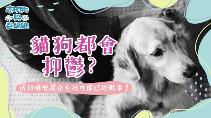 一张以宠物心理健康为主题的警示图片，背景可能是焦虑的狗圖案。中央用醒目红色问句『猫狗都会抑鬱？
