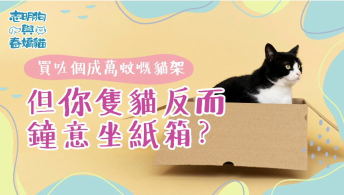 一隻黑白貓坐在一個淺黃色紙盒裏