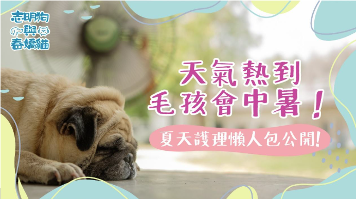 这张图片是一个关于夏季宠物防中暑的创意宣传图，整体采用鲜明的红蓝对比色调设计，圖的左邊有一隻沙皮狗懶洋洋地趴在地上乘涼