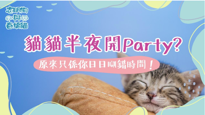 淺藍色的背景，一直灰白色的貓咪舒服地趴在淺褐色沙發枕頭上睡覺